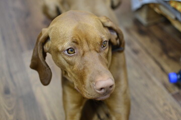 Hungarian vizsla © KarolinaP