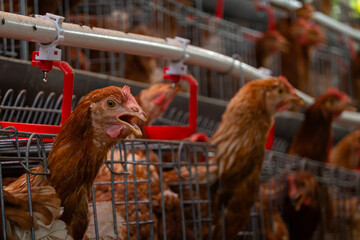 Modern chicken poultry farm, with automated drinking watering system, natural background