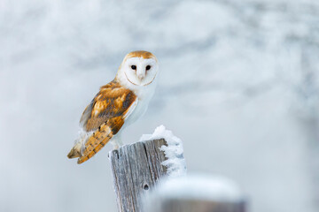 Owl in frosty morning. Barn owl, Tyto alba, perched on snowy fence at countryside. Beautiful bird...