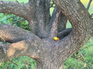 a colorfull leave on a tree