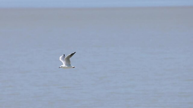 Seagull Flying Over Water in Blaye