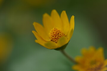 Yellow flowers with bowl-like petals under a shady tree