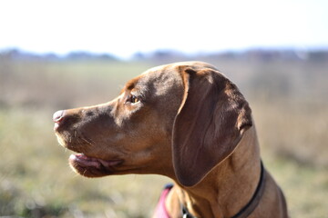 Hungarian vizsla © KarolinaP