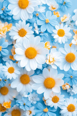 Fototapeta premium white wild daisy flowers on blue background.