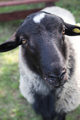 A ram with a black head stands and looks at the camera, on a blurred green background. Domestic animals. Close-up. Selective focus. Space for an inscription.