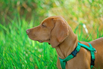Hungarian vizsla © KarolinaP