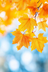 Obraz premium A branch with yellow leaves is shown in a photo