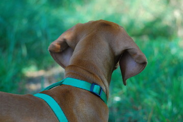 Hungarian vizsla © KarolinaP