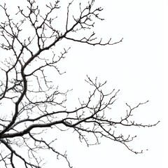 Bare tree branches against white sky