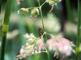 Fly on a leaf