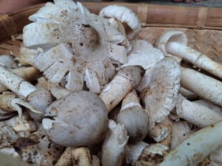 A mushroom is a versatile fungi with a cap and stem, often found in various colors and textures.