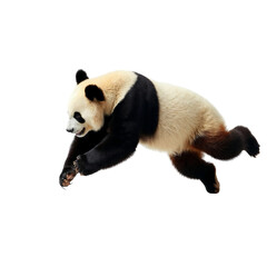 Naklejka premium jumping giant panda bear ,isolated on white background , transparent png image