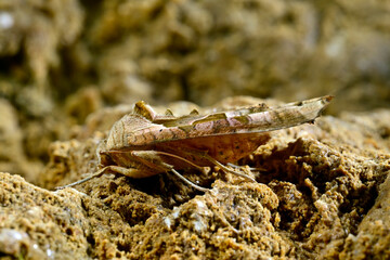 Achateule, Mangoldeule // Angle shades (Phlogophora meticulosa)