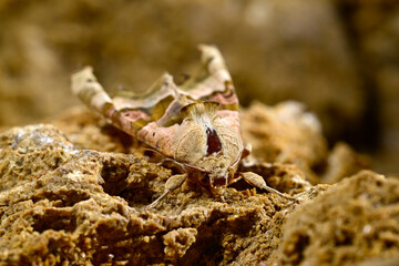 Achateule, Mangoldeule // Angle shades (Phlogophora meticulosa)