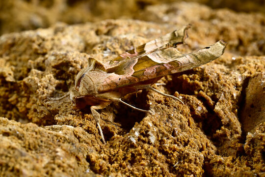 Angle shades // Achateule, Mangoldeule (Phlogophora meticulosa)