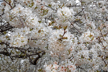 cherry blossom background in spring