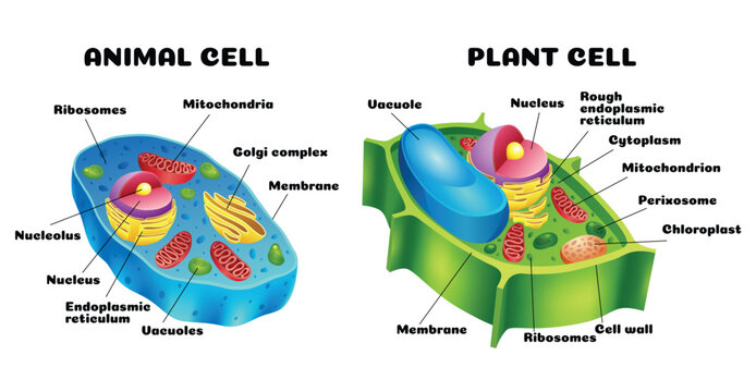 A detailed comparison of diagrams illustrating the differences between animal and plant cells