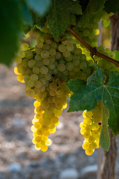 A close-up image of golden grapes basking in sunlight, set against a backdrop of lush and healthy green leaves, embodying the fullness of the grape growing season in Penedes Spain