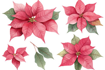 Obraz premium A collection of poinsettia flowers in various sizes with vibrant red petals and green leaves. Perfect for Christmas decor. Isolated on white background.