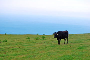 八丈島の草原の牛