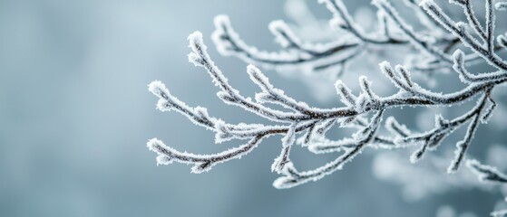 Frost covering the branches of a tree in the early morning, cold weather, winter beauty