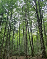Fototapeta premium trees in the forest