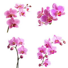 Delicate Orchids Isolated on Transparent Background: Exquisite for Weddings and Elegant Decorations