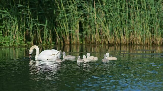 a beautiful Swan (Cygnus olor) family with young chicks swimming on a lake looking for food on a sunny summer morning in G&ouml;ttingen - Lower Saxony - Germany - Europe
