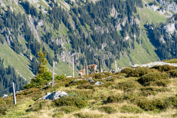 Wild female ibex with young during a sunny day eating grass