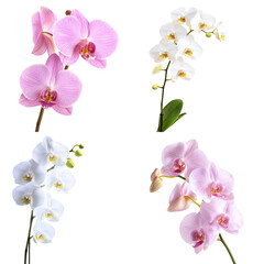 Obraz premium Orchids in Soft Pink Isolated on Transparent Background: Delicate and Romantic for Fine Art Decor