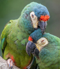 wildlife Birds Images parrot cockatoo Backgrounds