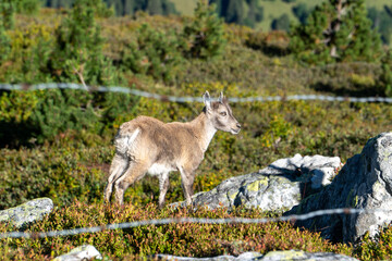 Wild female ibex with young during a sunny day eating grass