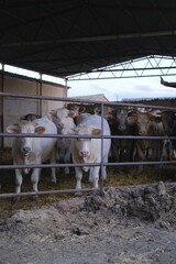 cows in a farm