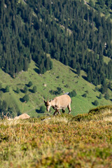 Female ibex eating on a mountain ridge during summer
