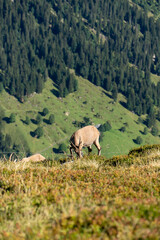 Female ibex eating on a mountain ridge during summer