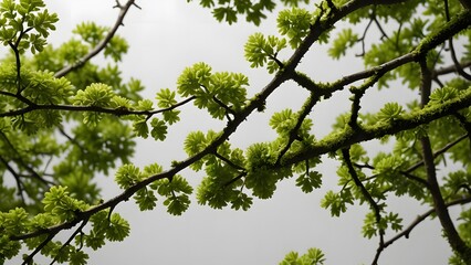 Fototapeta premium Moss and branches