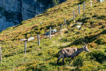 Female ibex with young eating on a mountain ridge over the lake of Thun in Switzerland