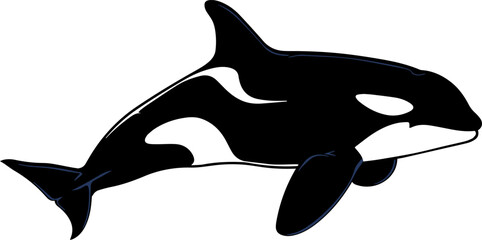 Illustration of a wild orca. © nazar12