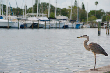 Isolated blue gray heron perched on two legs looking into water over marina seawall. Dock posts, boats and green trees in the back. Looking right into the sun near sunset. Calm blue water,  in back re