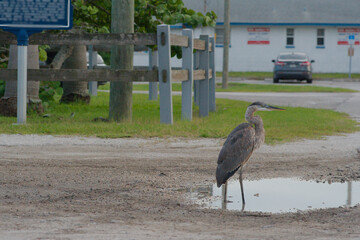 Isolated blue gray heron perched on two legs standing in a water filled pothole in a parking lot. Looking right into the sun near sunset. Green grass, palm trees, white fence and street in the backgro