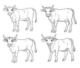 Hand drawn animal outline illustration black and white cow set