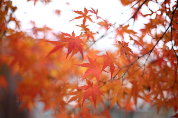 紅葉