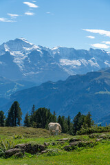 Fototapeta premium Cow in the swiss alps infront of mountains