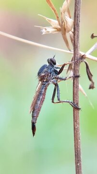 High quality, Macro footage of a Robber Fly on a dry trunk in the afternoon.