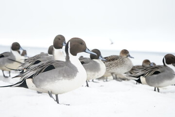 冬の猪苗代湖の鴨