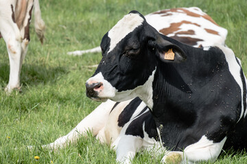 Black and white cow lying in the grass, Belgium
