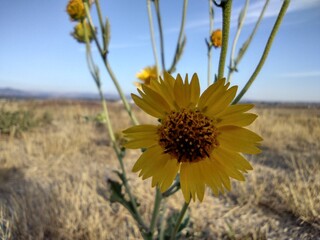 sunflower in the field