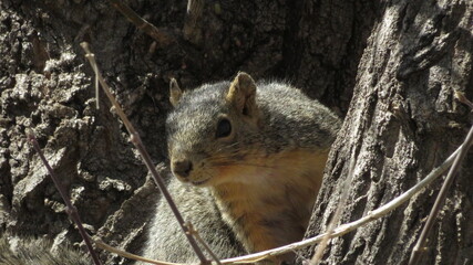 squirrel in the park