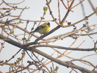 a bird on a branch