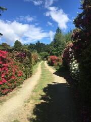 Obraz premium path in the garden